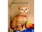 Adopt Foster Maverick a Orange or Red Domestic Shorthair / Mixed (short coat)
