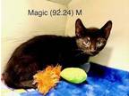 Adopt Foster Magic a All Black Domestic Shorthair / Mixed (short coat) cat in