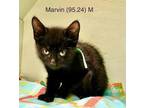 Adopt Foster Marvin a All Black Domestic Shorthair / Mixed (short coat) cat in