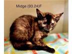 Adopt Foster Midge a Tortoiseshell Domestic Shorthair / Mixed (short coat) cat