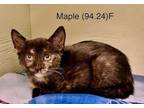 Adopt Foster Maple a Tortoiseshell Domestic Shorthair / Mixed (short coat) cat