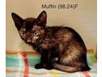 Adopt Foster Muffin a Tortoiseshell Domestic Shorthair / Mixed (short coat) cat