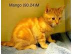 Adopt Foster Mango a Orange or Red Domestic Shorthair / Mixed (short coat) cat