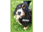 Adopt Rescue Riley a Tricolor (Tan/Brown & Black & White) Bernese Mountain Dog /