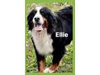 Adopt Rescue Ellie a Tricolor (Tan/Brown & Black & White) Bernese Mountain Dog /