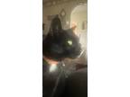 Adopt Minnie a Black (Mostly) American Shorthair / Mixed (short coat) cat in