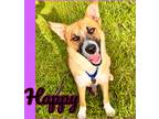 Adopt Happy a Red/Golden/Orange/Chestnut German Shepherd Dog / Border Collie /