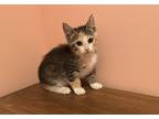 Adopt Nikki a Calico or Dilute Calico Calico (short coat) cat in Pinehurst