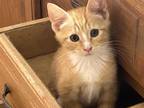 Adopt Nolan a Orange or Red Domestic Shorthair (short coat) cat in Pinehurst