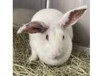 Adopt Diana a Lop, Holland / Mixed rabbit in Houston, TX (41559969)