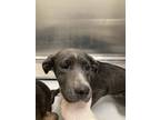 Adopt Stella a Labrador Retriever / Mixed dog in Houston, TX (41559968)