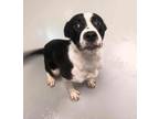 Adopt Jasper a Border Collie / Mixed dog in Topeka, KS (41559964)