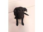 Adopt Bucky a Labrador Retriever / Mixed dog in Topeka, KS (41559960)