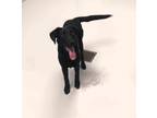 Adopt Buddy a Labrador Retriever / Mixed dog in Topeka, KS (41559959)