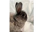 Adopt Sunny a Grey/Silver Dwarf / Mixed (medium coat) rabbit in West Palm Beach