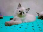 Adopt Pati a White (Mostly) Siamese / Mixed (medium coat) cat in Ann Arbor
