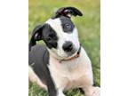 Adopt ZOEY a White - with Black Labrador Retriever / Mixed dog in CARISLE