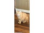Adopt Colby a Orange or Red Tabby / Mixed (short coat) cat in Bedford