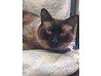 Adopt Bane a Brown or Chocolate (Mostly) Siamese / Mixed (short coat) cat in