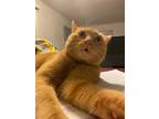 Adopt Mama a Orange or Red Tabby Domestic Shorthair / Mixed (short coat) cat in