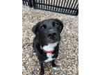 Adopt King a Labrador Retriever / Border Collie / Mixed dog in Lincoln