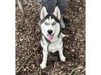 Adopt Humphrey a Siberian Husky / Mixed dog in Lincoln, NE (41559982)