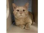 Adopt Morris a Domestic Shorthair / Mixed cat in Lincoln, NE (41559980)