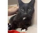 Adopt Tipper a Domestic Shorthair / Mixed cat in Lincoln, NE (41559978)