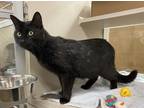 Adopt Sprinkles a Domestic Shorthair / Mixed cat in Lincoln, NE (41559977)