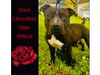 Adopt Dark Chocolate a Brown/Chocolate Pit Bull Terrier / Mixed Breed (Medium) /