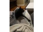 Adopt Bear a All Black American Shorthair / Mixed (short coat) cat in Bedford