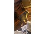 Adopt Bottsie a Gray or Blue (Mostly) Russian Blue / Mixed (medium coat) cat in