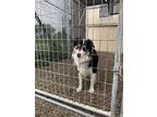 Adopt Toasted “Coconut” a Tricolor (Tan/Brown & Black & White) Collie /