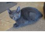Adopt Loja a Gray or Blue Domestic Shorthair (short coat) cat in Fountain Hills