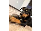 Adopt Juke a Black - with Brown, Red, Golden, Orange or Chestnut Mixed Breed