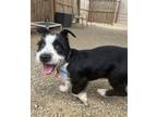 Adopt “Devon” a Black - with White Parson Russell Terrier / Mixed dog in
