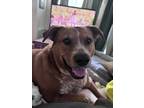 Adopt Duke a Brown/Chocolate - with White Australian Cattle Dog / American Pit