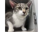 Adopt Leluna a Domestic Shorthair / Mixed cat in New York, NY (41559728)