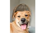 Adopt Beenz a Red/Golden/Orange/Chestnut American Staffordshire Terrier / Black