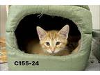 Adopt Foster C155-24 a Orange or Red Domestic Shorthair / Mixed (short coat) cat
