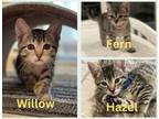 Adopt Willow, Fern & Hazel a Gray, Blue or Silver Tabby Domestic Shorthair /