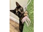 Adopt Miss Pickle a Tortoiseshell Domestic Shorthair / Mixed (short coat) cat in