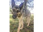 Adopt Ghost a Black - with Tan, Yellow or Fawn German Shepherd Dog / Mixed dog