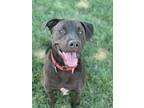 Adopt Yogi a Brown/Chocolate - with Black American Staffordshire Terrier / Mixed
