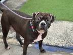Adopt Chelsea a Mixed Breed (Large) / Mixed dog in Brooklyn, NY (41559727)