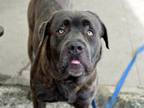 Adopt Kolby a Mixed Breed (Large) / Mixed dog in Brooklyn, NY (41559726)