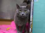Adopt Slate a Domestic Shorthair / Mixed cat in Brooklyn, NY (41559725)