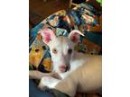 Adopt Laurel a White Mixed Breed (Medium) / Mixed dog in De Pere, WI (41559724)