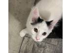 Adopt Spencer a White (Mostly) Domestic Mediumhair (medium coat) cat in Clifton