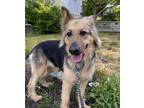 Adopt Kalani a Brown/Chocolate German Shepherd Dog dog in Kelowna, BC (41558569)